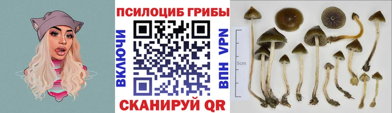 Купить где  Билибино  Галлюциногенные грибы Psilocybe 